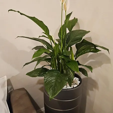 Binario 5, A Due Passi Da Porta Nuova E Dal Centro * 토리노