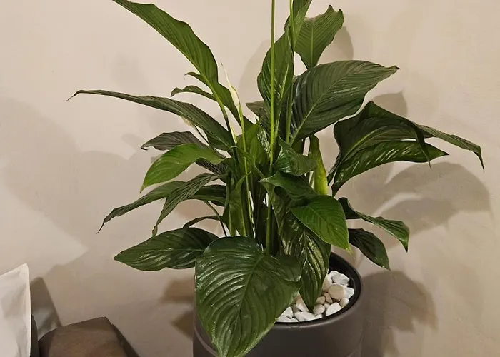 Binario 5, A Due Passi Da Porta Nuova E Dal Centro * Turijn